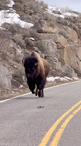 Big bull coming through! #photography #wildlife #nature #reels #foryoupageシ #bison #buffalo #wildanimals #yellowstone | Good Bull Guided