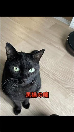 【黒猫】瞳の色は5種類+‘例外’がヤバすぎた！？【瞳】