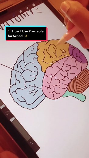 art & anatomy ♥️ #anatomy #procreate #studygram #anatomyandphysiology #pathophysiology #studytok #learnontiktok #sciencetok #fyp #womeninSTEM #study