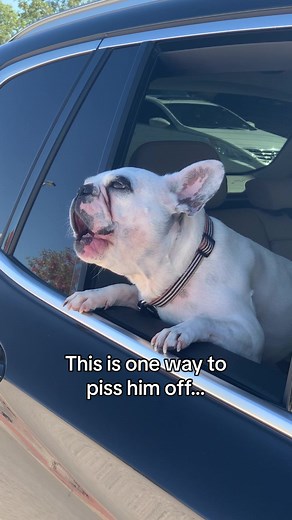 Dog Park Dilemma: Ruined Weekend for this Funny Frenchie