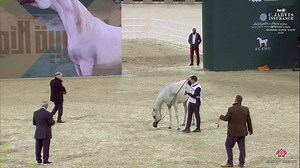 🇶🇦 5th Doha International Arabian Horse Show 2025 🇶🇦 Yearling Fillies - Section C (Class 1C) 1st place N 32 – SAMA AL JAZEEL ( S.M.A. MAGIC ONE x SHADIA AL NASSER ) Breeder and Owner: AL JAZEEL STUD | Arabian Essence di Elvis Giughera