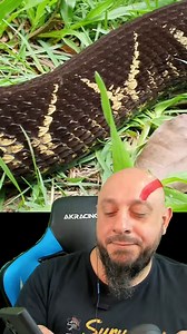 3.2M views · 109K reactions | Biólogo Henrique o Biólogo das Cobras on Reels | Facebook