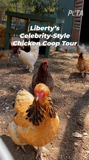 Catch the exclusive behind-the-scenes tour of a celebrity coop at Kindred Spirits Care Farm 😉 Don’t miss that elegant sink set-up! | PETA (People for the Ethical Treatment of Animals)