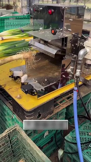 Innovative Green Onion Processing Machine in Action