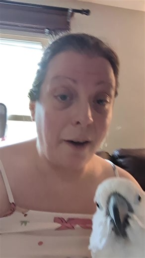 A play/training session for Furby! #furbythebirb #umbrellacockatoo #petcarrier #backpackbackpack