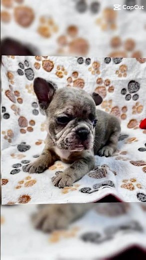The Rise of Frenchton Puppies: A Bulldog Crossbreed Trend