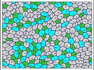 Animation of Active Vertex Model of confluent cell monolayer