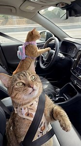 638K views · 10K reactions | Girl what do you mean oops  | Tabby Topics | Facebook