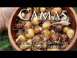 Camas: The Most Important Plant You've Never Heard of (Full Documentary)