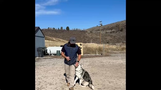 Nymeria is making big strides with Unity K9 Training Academy! 🐾 This gorgeous 10-month-old Husky pup is learning how to be the best version of herself thanks to weekly training sessions with Eric from @unity_k9, who generously donates so much of his time to help our shelter dogs be their best and increase their chances of adoption. With Eric’s guidance, Nymeria is picking up even more good manners, building her confidence, and showing us just how eager she is to learn. She's smart, intuitive, e