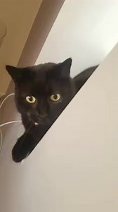 151K views · 4.7K reactions | OMG the cat bit me!! | Black Cat Lover | Facebook
