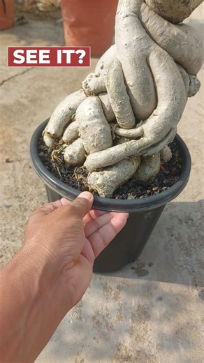 Signs Your Adenium Needs Repotting