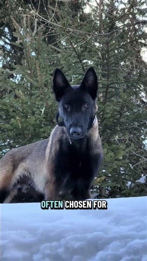 Top 5 Working Dog Breeds in the World