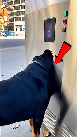 ye doggy haircut machine mein apna sir dal Diya #shorts