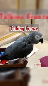 Einstein the African Grey parrot is in full conversation mode! Dancing, asking questions, naming foods, and showing off his impressive vocabulary. From pizza, sweet potatoes, broccoli, corn, and grapes to animal sounds like dogs, horses, monkeys, and roosters, Einstein keeps the dialogue moving nonstop. If you enjoy smart talking parrots, funny bird behavior, and real-life parrot conversations, this video is packed with sweet, silly, and surprising moments from start to finish. #talkingparrot #s