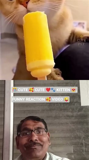 kitten's reaction #funny #pets #cute #catvideos #trendingshorts