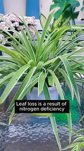 Signs of nutrient deficiency in plants #garden #gardening #plants #planting #planthacks #gardenhacks #gardeningmakemehappy #gardeningtips #gardeningideas #gardeninspiration #gardenlove | Home Gardening