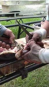 showcasing my cousins snapping turtle cleaning the inside his name is Mr Blackie