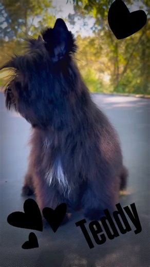 19 reactions | Teddy https://jeaniesminis.godaddysites.com/shop/ols/all?sortOption=descend_by_created_at #puppiesofinstagram #exotic #yorkies #babydollpuppies #kbblackyorkies #puppylove #jeaniesminis #puppies | Jeanie's Minis | Facebook