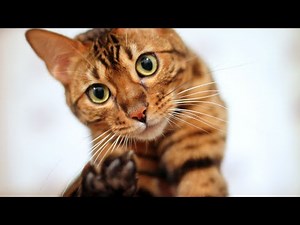 Funny BENGAL CAT Compilation - Never Seen Before Footage!