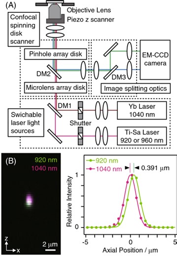 Low-invasive 5D visualization of mitotic progression by two-photon excitation spinning-disk confocal microscopy - Scientific Reports