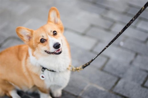 Is the Pembroke Welsh Corgi a Good Fit for You?