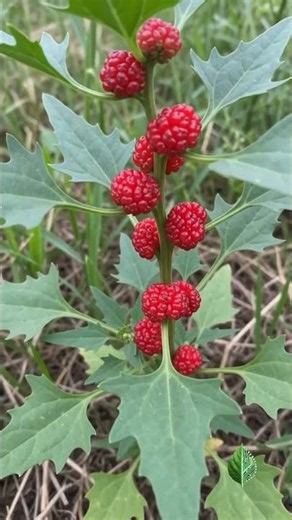 Wild Chard: Nature's Nutritious Leafy Green #plantworld #nature #explore