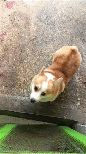 RIP cute doggie 😭 #rip #dog #doglife #cutedog #goodbye #sad #memories #cutedog #dog