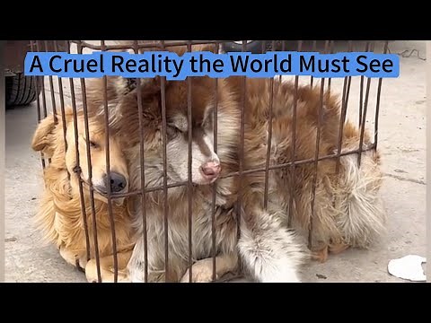 Inside the Hell of the Dog Meat Trade: A Cruel Reality the World Must See