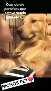 586K views · 120K reactions | Quanta emoção num ato tão grandioso #adotenaocompre #adote #fofuradodia #caesfofos #dogslife | Edna Nagase | Facebook