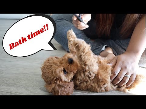 Cavapoo Puppy First Time Taking a Bath at Home | Tips from First Time Puppy Owners