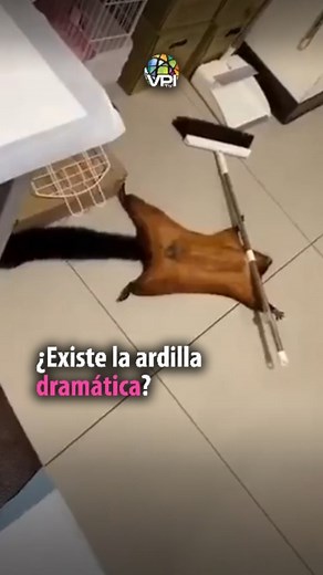 25K views · 270 reactions | ¿Existe la ardilla dramática? El video que muestra el dramático acto de una ardilla que finge su propia muerte vuelve a ser tendencia en las redes sociales. Video: Cortesía. | VPI Tv | Facebook