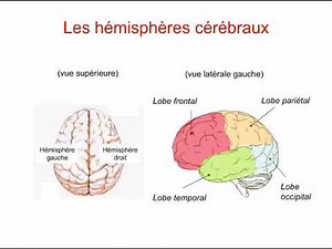 Introduction en Physiologie