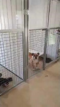 Golden Grove Boarding Kennels & Cattery Small Dog Kennels