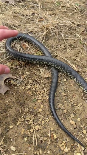 What is this black snake?? #snakes #venomous #animals