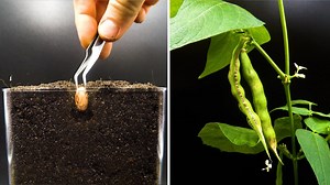Growing cranberry bean time lapse - seed to pod in 42 days