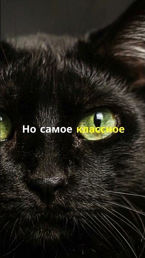🐱 The Blackest Cat: Secrets of the African Black-Footed Beauty! ✨🌙
