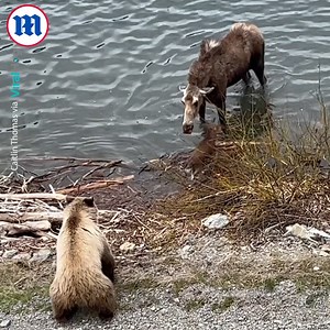 1M views · 10K reactions | This mother moose is protecting her babies from a stalking grizzly bear! 歷 | Daily Mail Video | Facebook