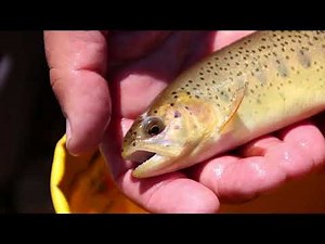 Arizona, U.S. and tribal officials work to save native Apache Trout from extinction | Cronkite News