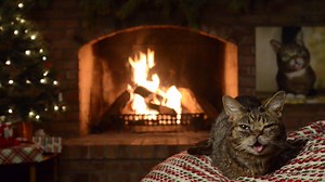 BUB's new 2016 Yule Log Video is ready! Pop it onto your wide screen and enjoy your very own BUB in your very own home. | Lil Bub