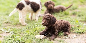 The Fanciest Dog Breeders Across the Country