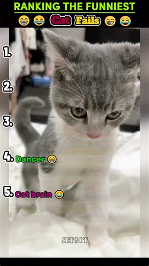 Cats Funny Fails Videos Ranking 🤣 #shorts #funny #cat