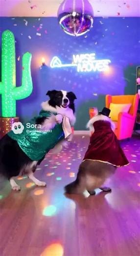 Dancing Duo: Cat & Dog Show Off Their Moves! 🐱🐶