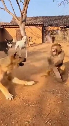 Come here! Monkey vs the Dog Army 🐒🔥🐶#monkey #dogarmy #funnyanimals #1vs100 #chaos