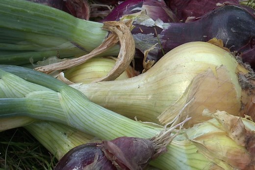 Maladie de l'oignon : traitement et prévention efficaces pour votre potager