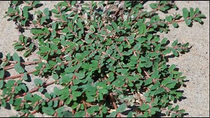 You Can Grow It: Common weeds