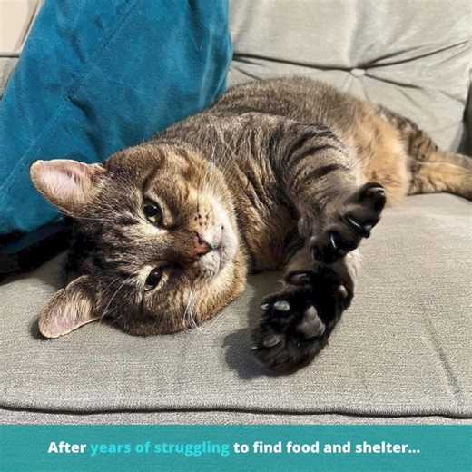 55K views · 3.1K reactions | When This Feral Cat Was Caught On A Security Camera, No-One Knew It would Change A Family's Life!    Take a look and see what happened... | Cats And Kittens | Facebook