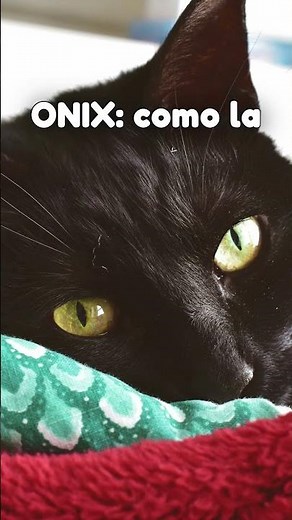 Nombres para gatos negros 😺👀