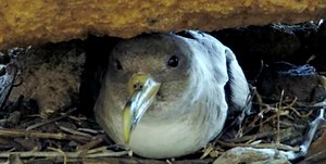 Reserva natural das Ilhas Desertas