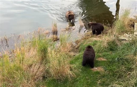 The last month in Katmai I saw #26 mother brown bear feeding spring cubs breakfast. One cub taking the whole fish for its self and expressing how much it was enjoying it. I love the sounds it makes as it is eating. What a great experience. #alaska katmai #katmainationalpark #katmaibears #bears #brownbear #alaska #thelastfrontier #naturephotography #wildlife #wildlifephotography #keepthemwild #nationalparkphotography #womenphotographers #bear #wildbear #keepexploring #womenwildlifephotographers #